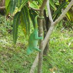 daniel-mada-tours-excursion-nosybe-lemuria-land-001