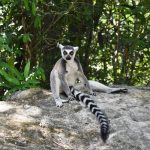 daniel-mada-tours-excursion-nosybe-lemuria-land-004