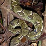 daniel-mada-tours-excursion-nosybe-lokobe-reserve-001