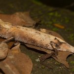 daniel-mada-tours-excursion-nosybe-lokobe-reserve-003