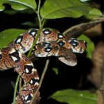 daniel-mada-tours-excursion-nosybe-lokobe-reserve-004