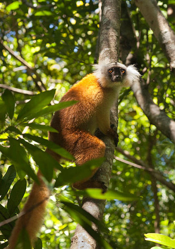 A female black lemur with beaming yellow eyes looks out through the foliage in the tropical rain forest of the island of Nosy Komba, off the north-western coast of Madagascar.