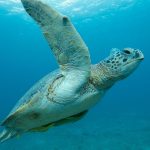 daniel-mada-tours-excursion-nosybe-nosy-sakatia-001