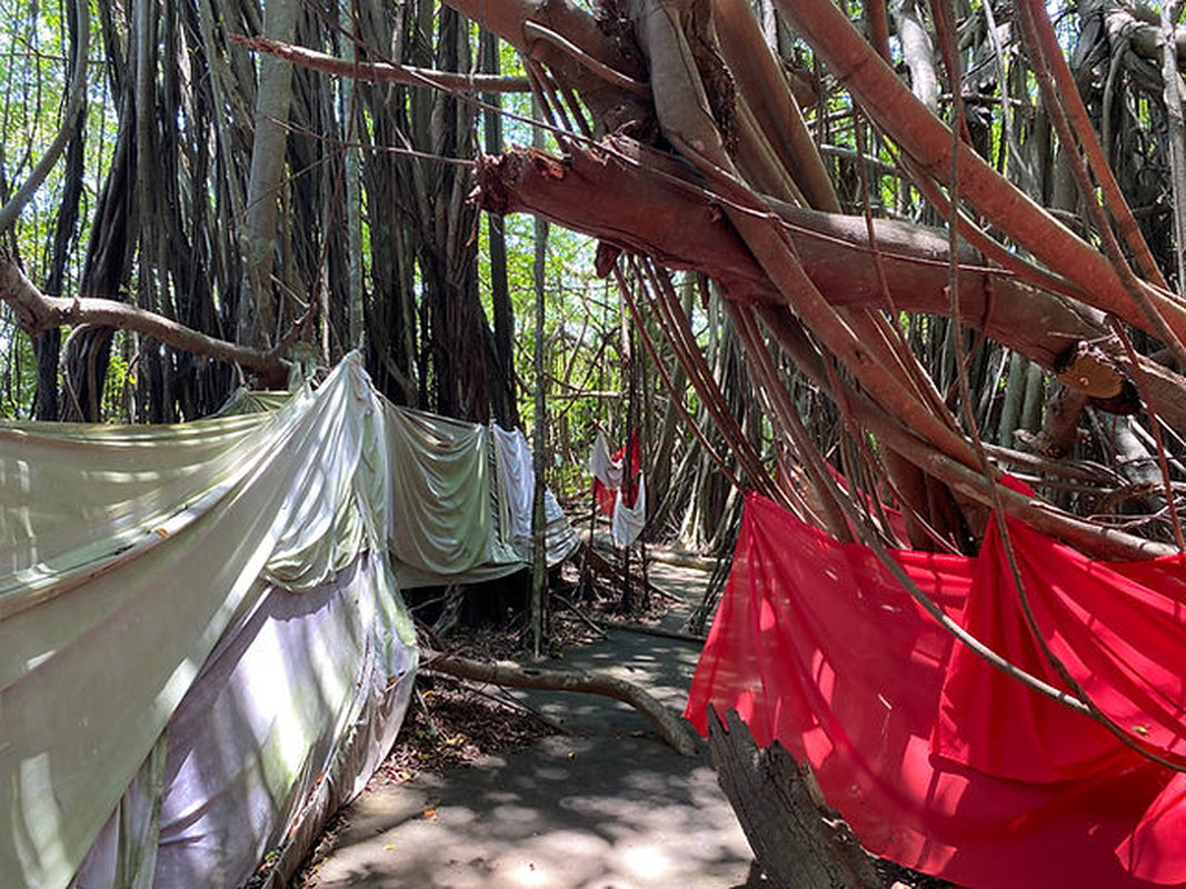 daniel-mada-tours-excursion-nosybe-sacred-tree-001