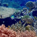 daniel-mada-tours-excursion-nosybe-tanikely-001