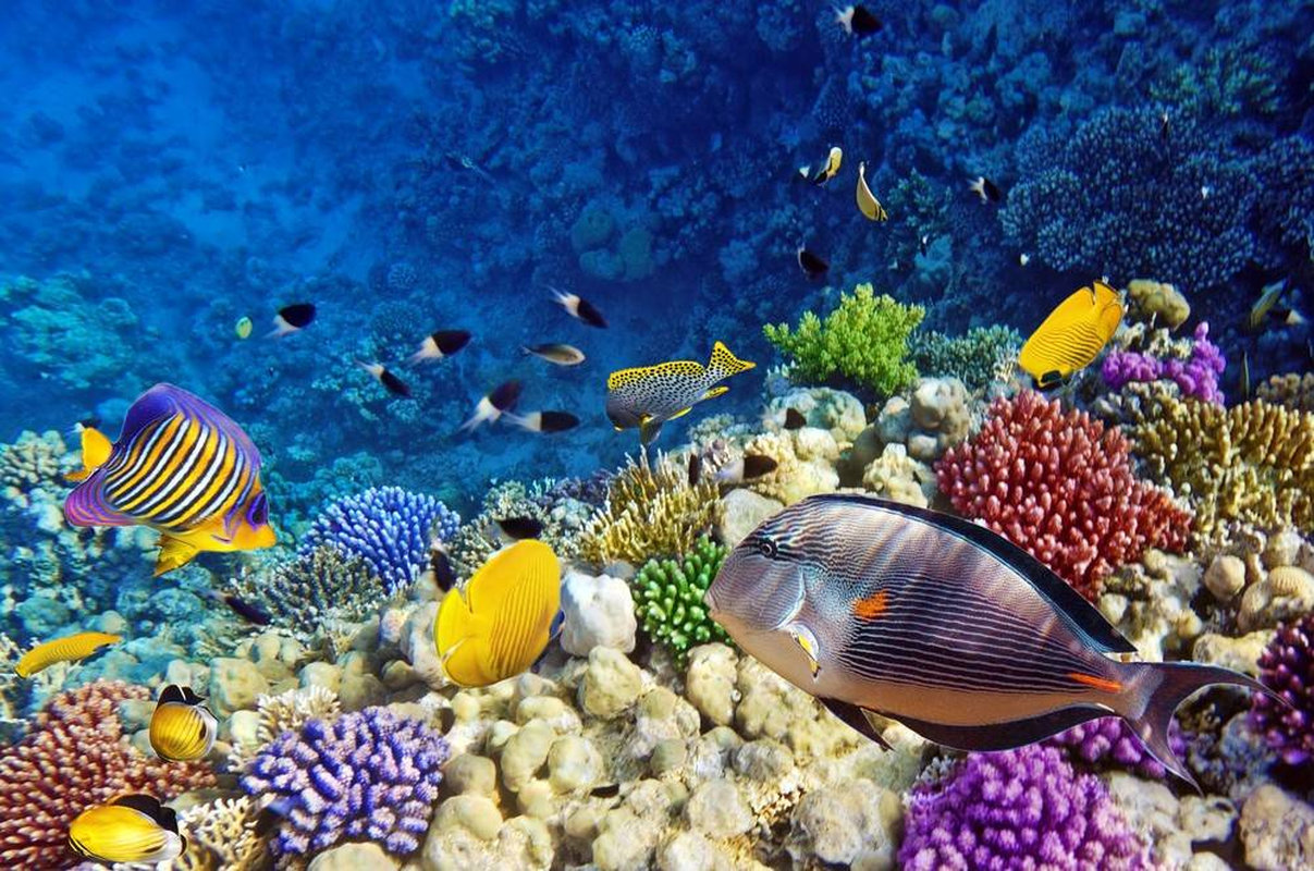 Coral,And,Fish,In,The,Red,Sea.egypt Coral,And,Fish,In,The,Red,Sea.egypt