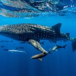 daniel-mada-tours-excursion-plongee-sou-marine-001