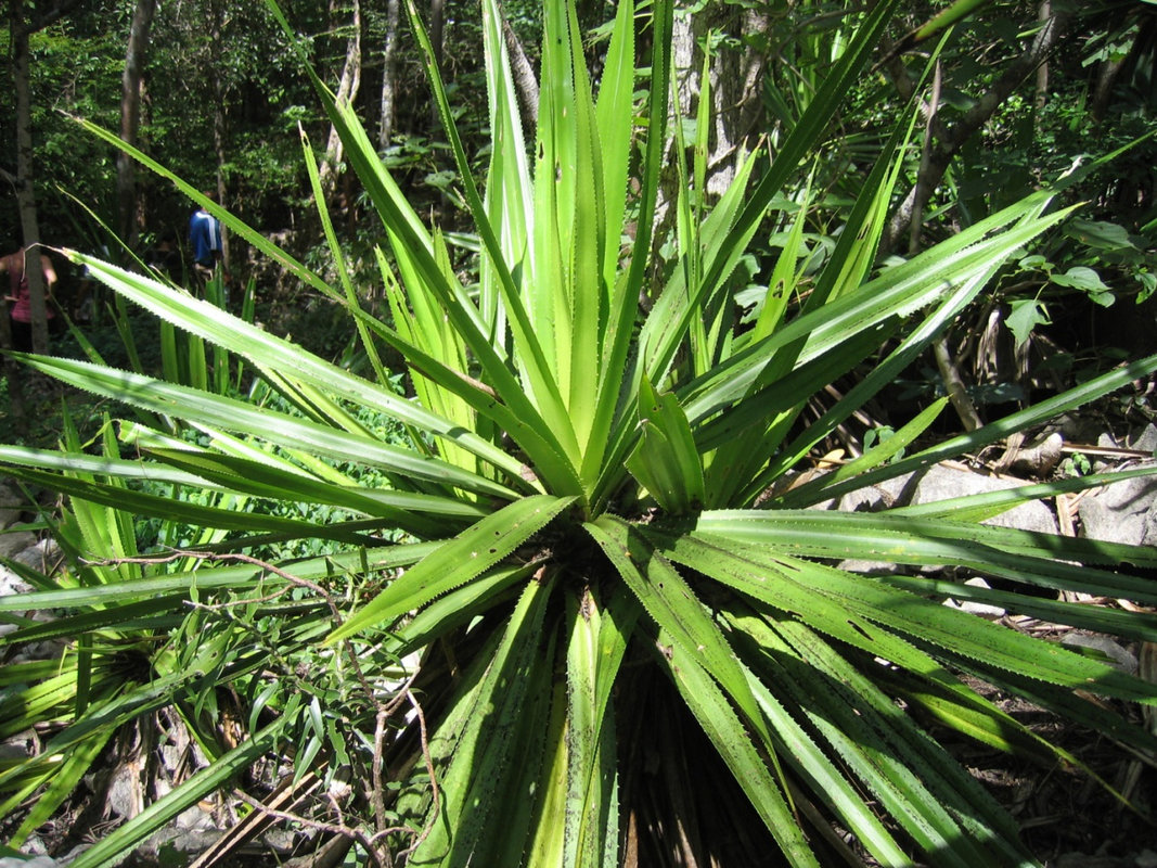 daniel-mada-tours-excursions-diego-amber-mountain-002