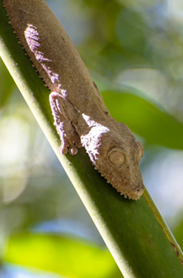 danielmadatours-services-home-lokobe-reserve